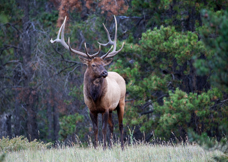 hunting elk in medicine bow forest